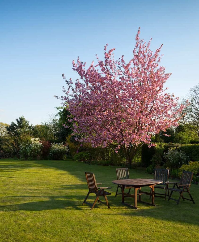 Cherry blossom tree and backyard patio - Smooth Moves Texas customer satisfaction and home relocation